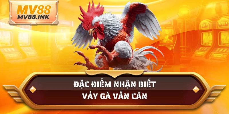 Đặc điểm nhận biết vảy gà vấn cán