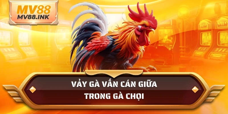 Vảy gà vấn cán giữa trong gà chọi